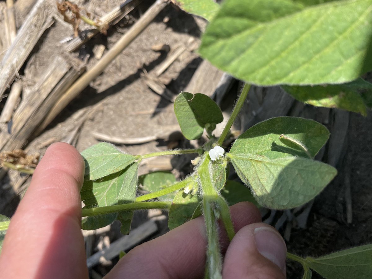 Soybean flowering has commenced in Central IA! Plot was planted on April 15th and each variety earlier than a 2.7 has started blooming! ⁦<a href="/GldnHarvest/">Golden Harvest Seeds</a>⁩ ⁦<a href="/GHXSeed/">GHX</a>⁩