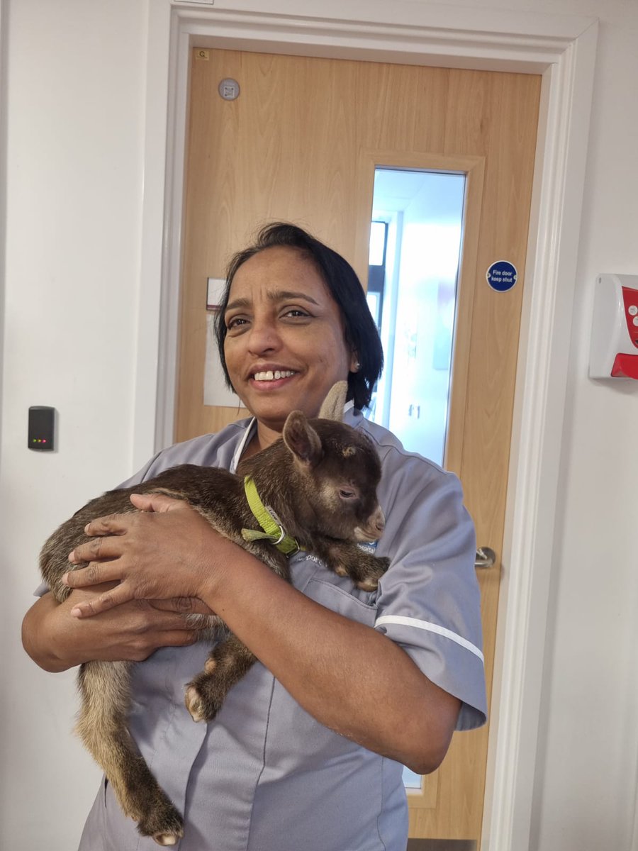 A very lovely day at work today. Another visit from the amazing team from <a href="/performing_pets/">Performing Pets</a> to Rainbow Ward. So many happy patients,parents &amp; staff thank you Daisy &amp; Ronnie 8 week old pygmy goats ! #paedsrocks🌈