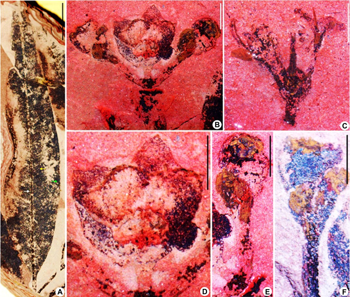 JournalSysEvo's tweet photo. Missing #FossilFriday? You're welcome...🤓
Patel et al. describe #reproductive and #vegetative remains of an early #Eocene #eucalypt from #India and discuss its #phytogeographic and #paleoclimatic implications.
https://t.co/EYn7Hefm1k @WileyEcolEvol @wileyplantsci #PlantSci #JSE https://t.co/jgWi9ydNLI