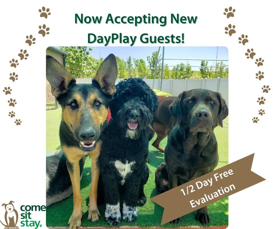 CSS_PetResort's tweet image. Come Play With Us! 
#dog #dogdaycare #dogboarding