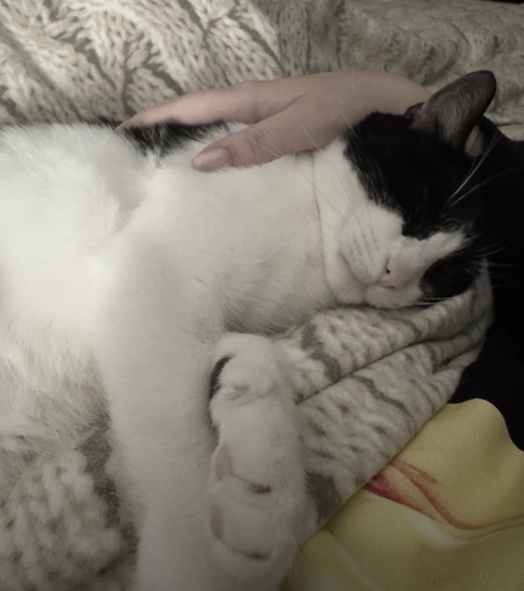 𝗣𝗮𝘂𝗹𝗶𝗻𝗲 tweet media