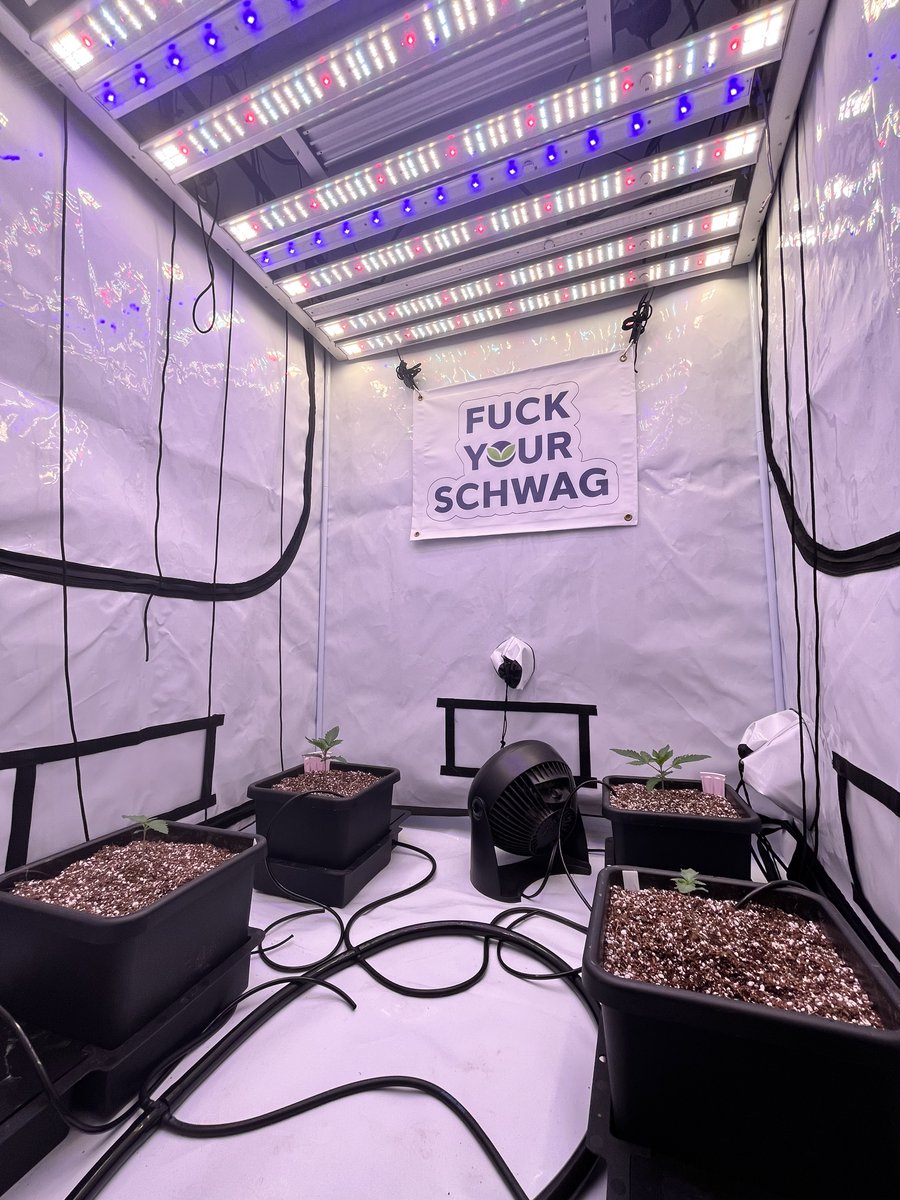 PushnPhosphorus's tweet photo. 2 week's ago vs today.
They grow up quick, dont blink.
#Cannabis #Marijuana #Weed #Ganja #Autopots #Grandmasterleds #Cropsalt https://t.co/0QOKRU8iNw
