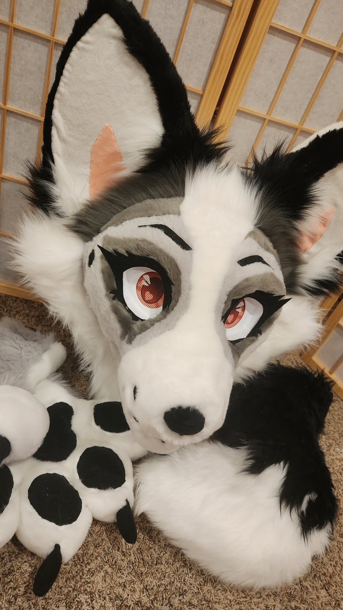 lunaalynx's tweet image. Mischievous fox still looking for their owner to cause chaos with!
2️⃣5️⃣0️⃣0️⃣ + Shipping or I can bring her to #Anthrocon for a free pickup!
#fursuit #fursuitforsale #premadefursuit