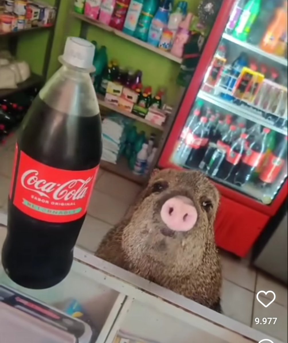 1SchmuserKadser's tweet image. Hallo 1 Koler bitte