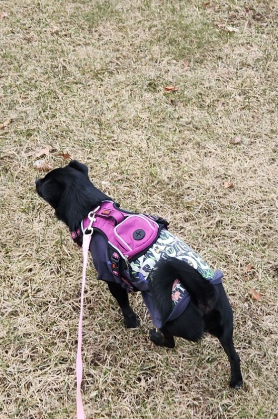 dogmomiris's tweet photo. #Dogmom #Doglovers #puppylove #ilovemypup #HazelPretty https://t.co/NljGLEy40h