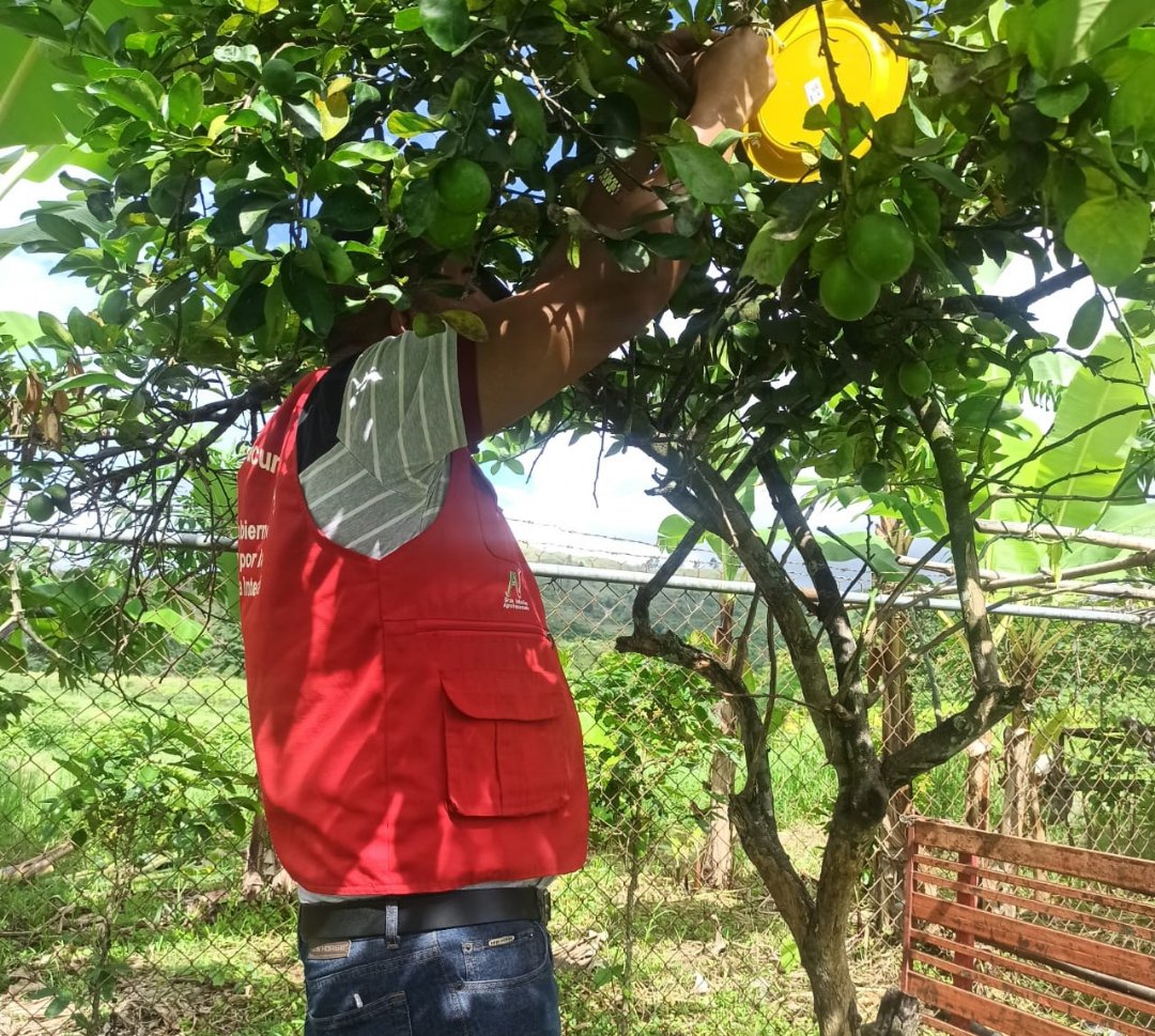 InsaiVeOficial's tweet photo. #NicoLeEchaPichón
CARABOBO 📢 
Realizamos monitoreo e instalación de trampas amarillas, en acompañamiento a productores del mpio. Montalbán, para conocer la incidencia de la Diaphorina citri, vector del Huanglognbing o Dragón amarillo de los cítricos.
@nicolasmaduro
@wcastropsuv https://t.co/yREbRGy4St