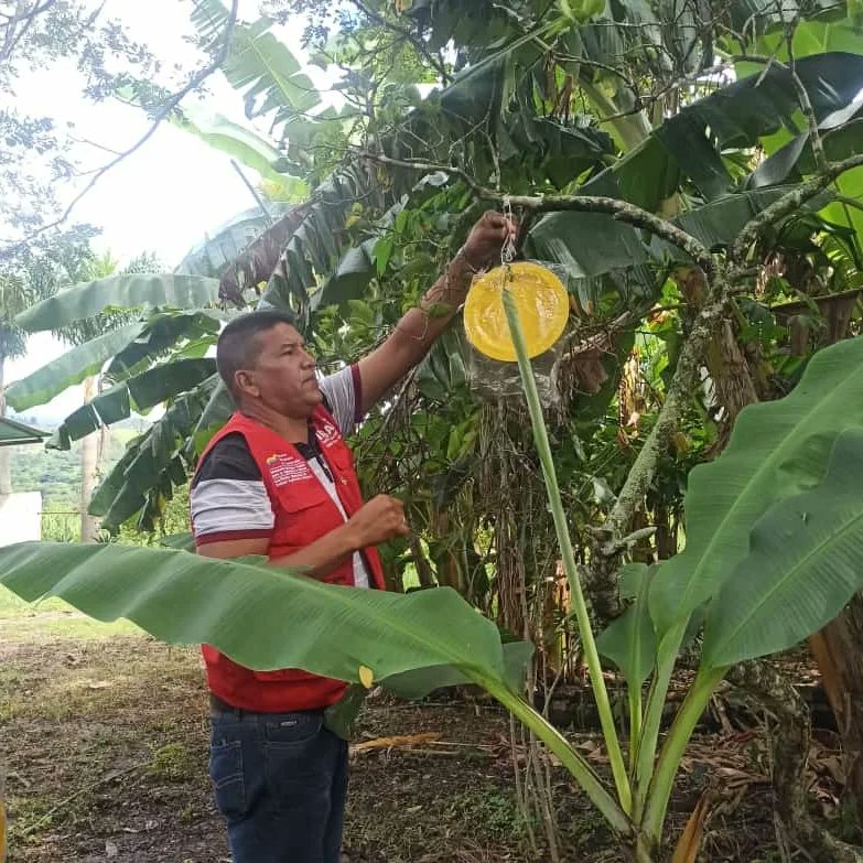 InsaiVeOficial's tweet photo. #NicoLeEchaPichón
CARABOBO 📢 
Realizamos monitoreo e instalación de trampas amarillas, en acompañamiento a productores del mpio. Montalbán, para conocer la incidencia de la Diaphorina citri, vector del Huanglognbing o Dragón amarillo de los cítricos.
@nicolasmaduro
@wcastropsuv https://t.co/yREbRGy4St