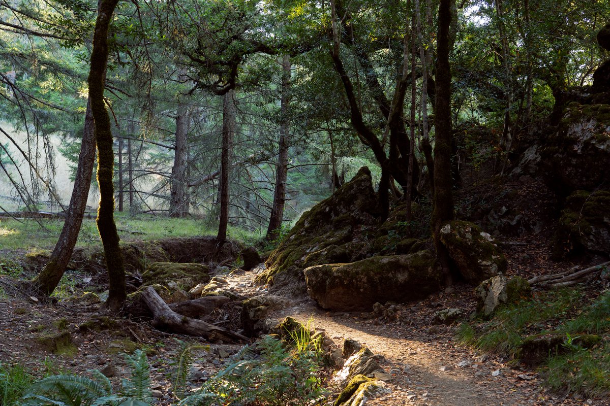 lancekuehne's tweet photo. Cataract Trails - August, 2022 - Summer is right around the corner. #marin #summer #photography #landscapes #mttam https://t.co/CxVh93uJpW
