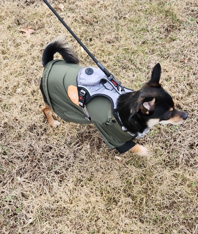 dogmomiris's tweet photo. #Dogmom #Doglovers #Dogclothing #whyishesocute #Cujo #littleman https://t.co/qu8lwwaW03