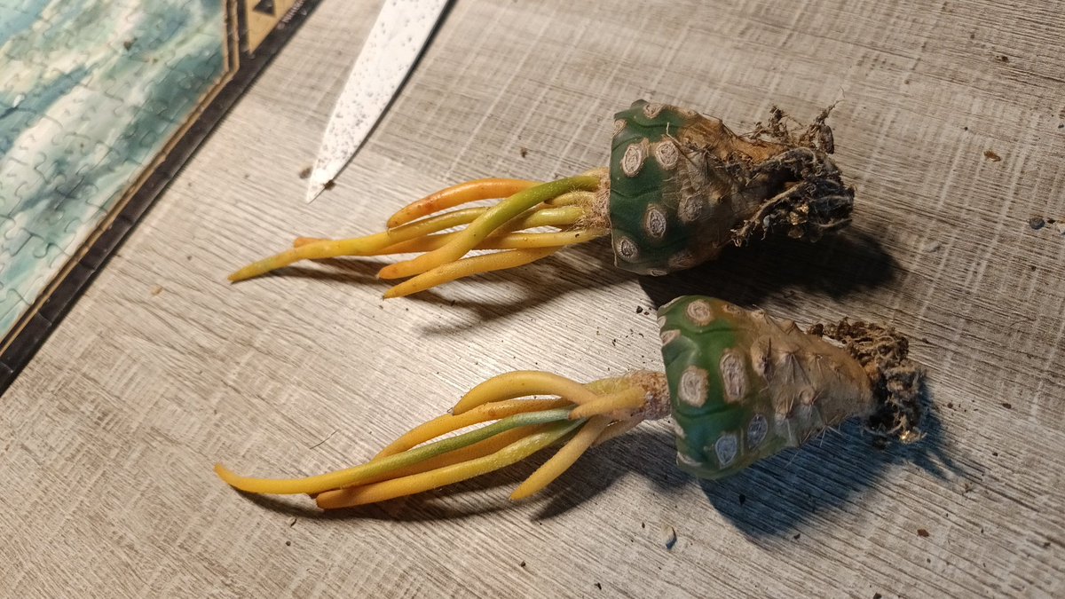 CAPUT MEDUSAE VARIEGATA 
porfin lo tengo en mis manosz ya son casi 4 años detras de el 😍✨