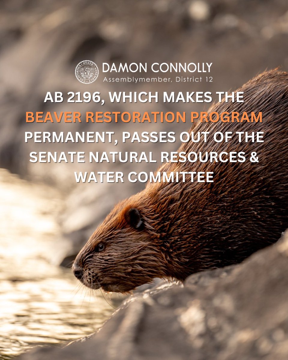 AsmConnolly's tweet photo. My bill #AB2196, which makes the Beaver Restoration Program permanent, passed out of the Senate Natural Resources & Water Committee this morning with bipartisan support! Beavers enhance the environment around them through their dam complexes, (1/2) https://t.co/mDl8rHJ9A2