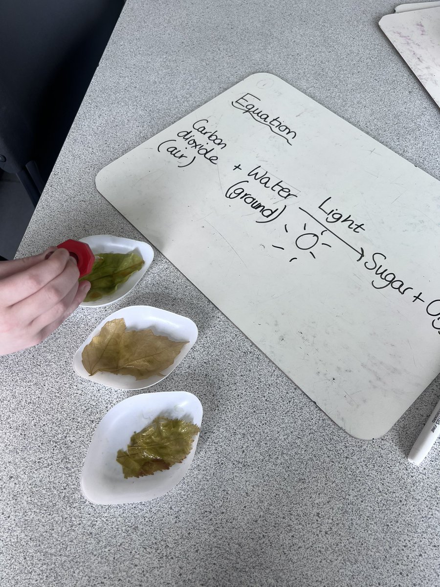 WoodfarmHigh's tweet photo. Steven C in S2 has been working with Mrs Bell to test if the leaves from our playground are carrying out photosynthesis by testing for the leaves he collected for starch. Excellent scientific and practical skills Steven! #WHSScience https://t.co/W77njodRCz