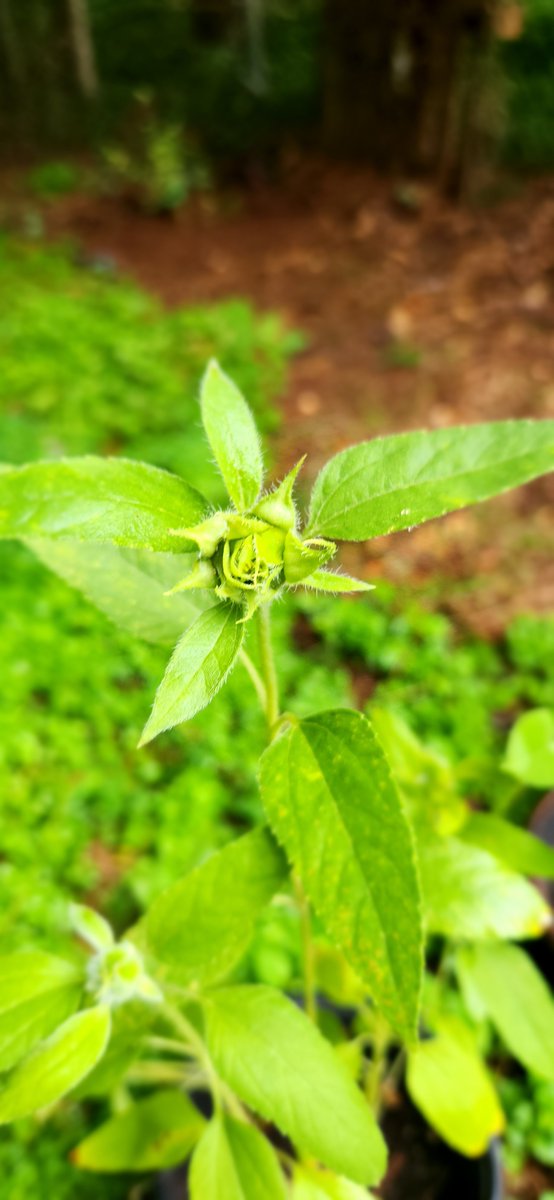 daily_batz's tweet photo. Trying to grow sunflowers, they're coming jn https://t.co/FlD6NAmoMN