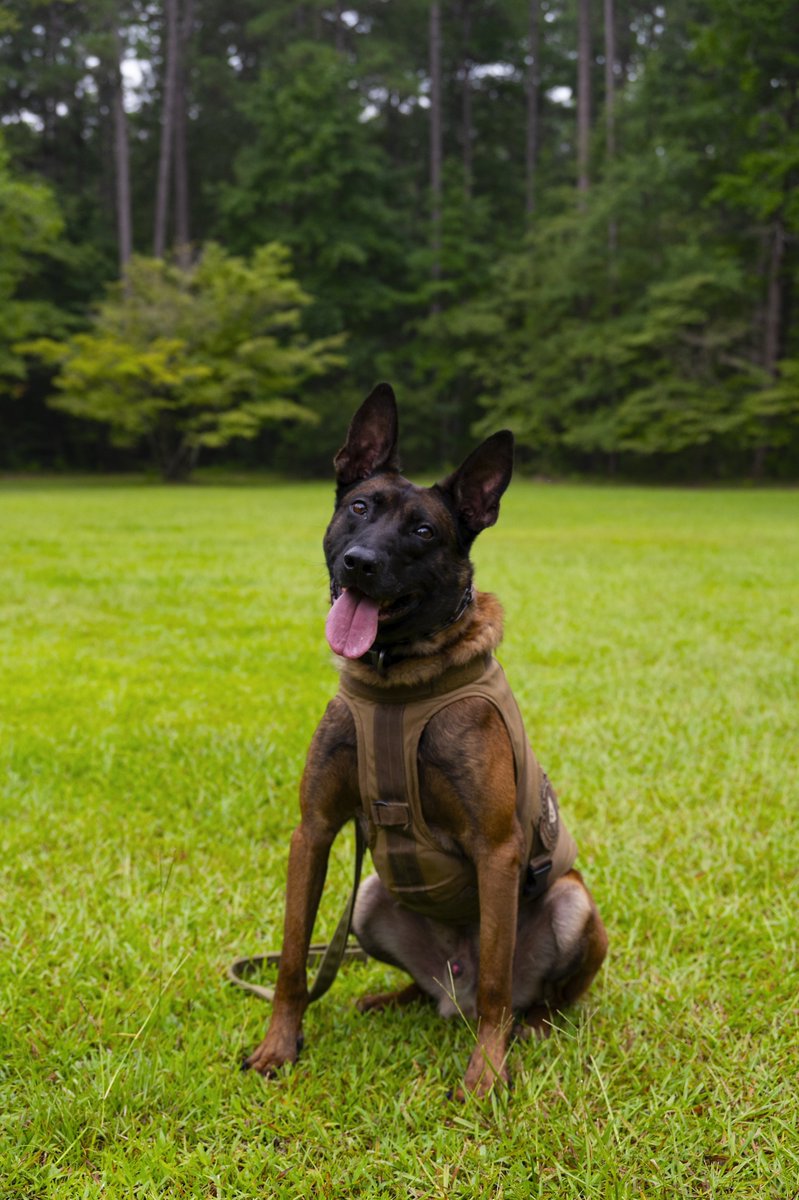 henrymcmaster's tweet photo. Today, we tragically lost SLED K9 Agent Coba in the line of duty during the apprehension of an armed subject in Newberry County. We are grateful for our K9s, their handlers, and all our law enforcement officers who put their lives at risk each and every day. https://t.co/TvvNK3bJXf