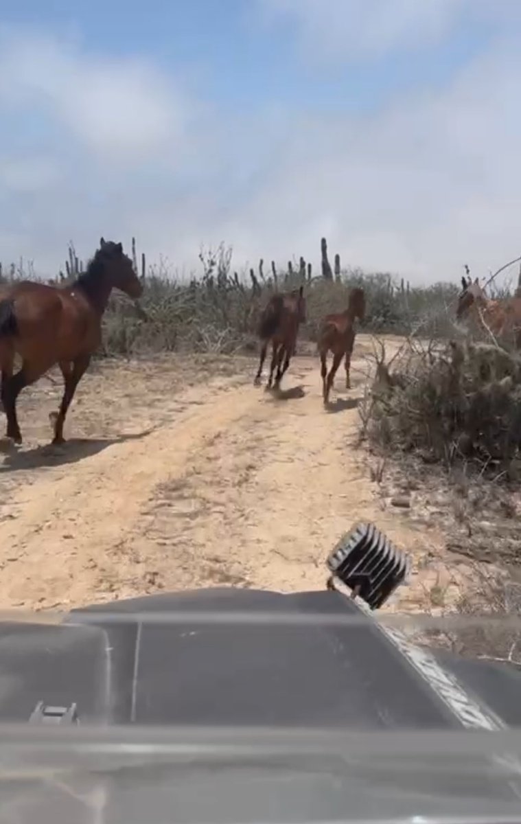 sonofsats's tweet image. .@CriptoZorro thanks for the tour of the ranch! 

It was really awesome! Also ran into some wild horses 🐴 

Incredible experience! 

Can’t wait to see the future of the citadel! 

#bitcoin