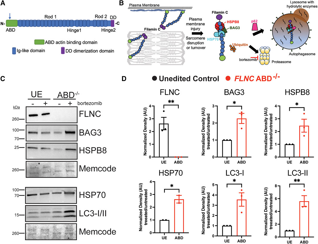 Disrupted proteostasis from FLNC mutations triggers arrhythmias. #AHAJournals <a href="/emmcnally/">Elizabeth McNally</a> <a href="/NUgeneticmed/">Center for Genetic Medicine</a> <a href="/NUFeinbergMed/">Northwestern Feinberg School of Medicine</a> ahajrnls.org/3XfWDcF