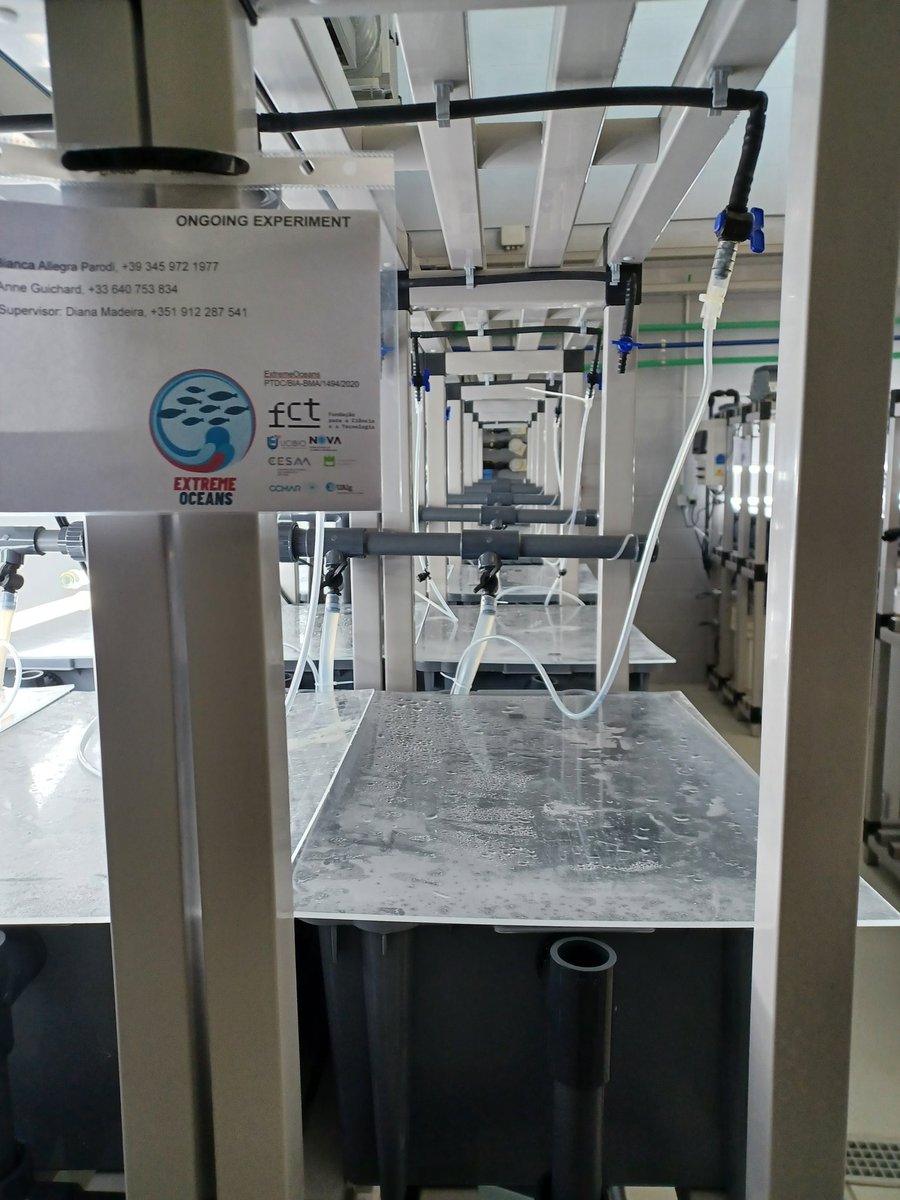 Diana Madeira tweet media