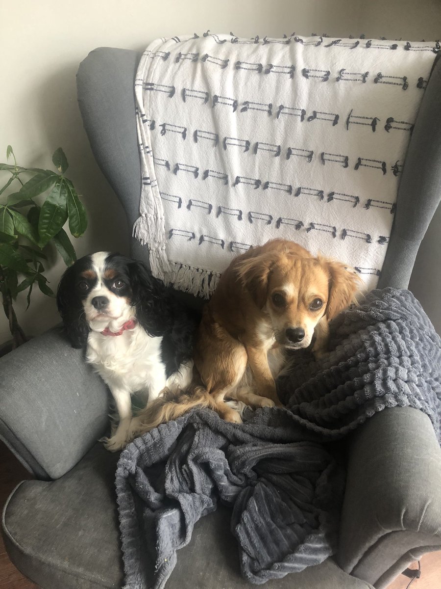 bospherous's tweet image. Honest #guv it wasn’t me!