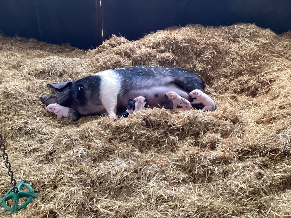 sbps_hedgehogs's tweet photo. The nursery children had amazing experience today at PlayDale Farm, they fed and handled a variety of animals and was lucky to see some piglets being born.
#SBPS https://t.co/I7lTvyKwA6