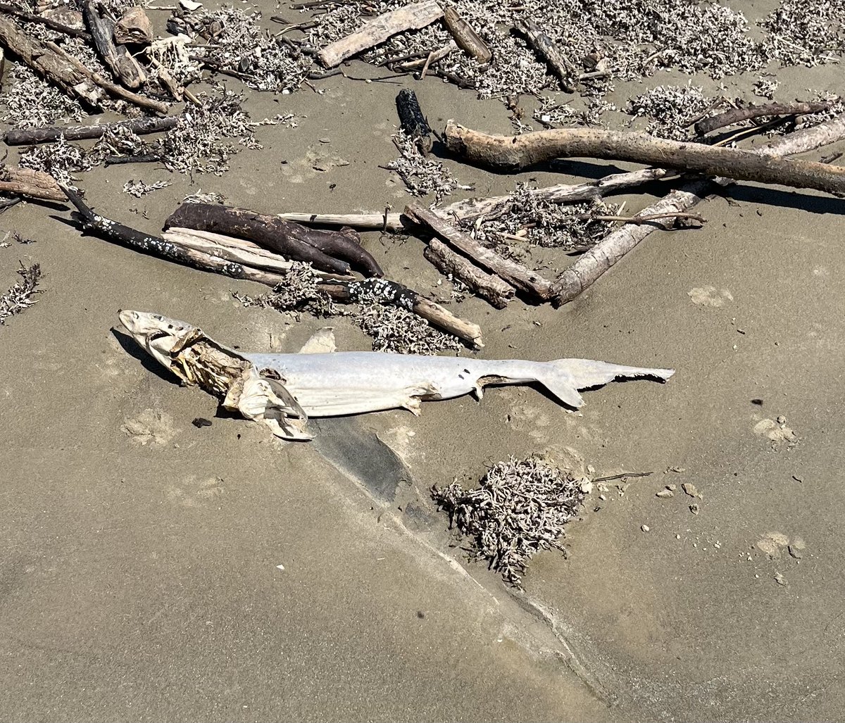 Lamar CISD Multilingual Education tweet media