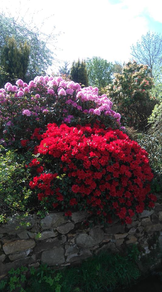 HTrail2019's tweet photo. The next garden -one of the higher altitude gardens and most southerly. Terraced lawns, rosebeds  a new rhododendron and azelea bed which flowers from February to July. Three ponds naturally form part of a trickling stream, including the ’peeing Cherub’. https://t.co/HbmOz4R38K