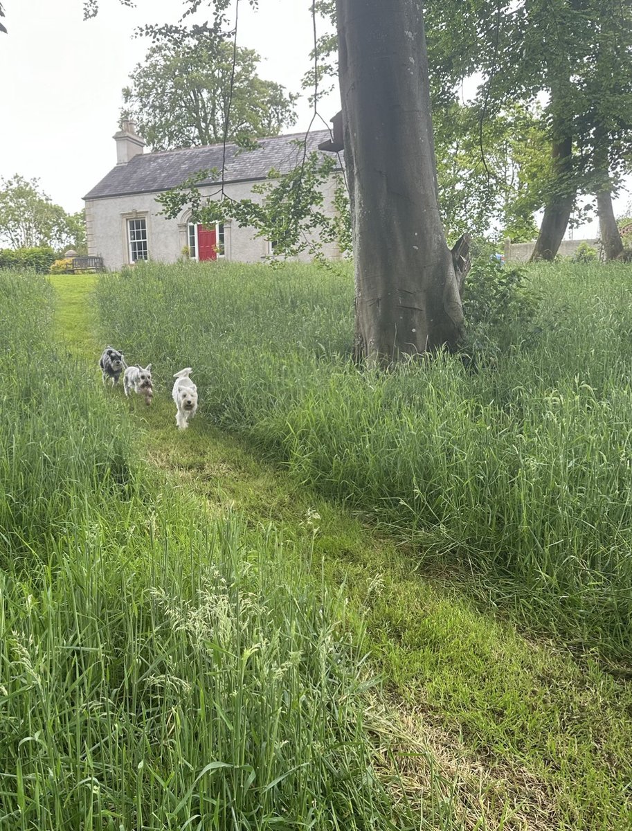 Neadyclone's tweet photo. And now there are 3… 
Already the boss… leading the pack
#Schnauzer family https://t.co/j7sNEHQoaT