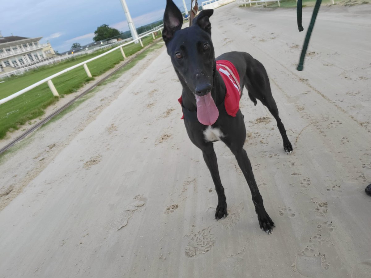 🏆WINNER🏆

Six Stitches wins race 9 <a href="/TowcesterRaces/">Towcester Racecourse</a> in a winning time of 16.18 

Well done Stitches ❤️

Lovely way to start the week of racing 🏆🏆