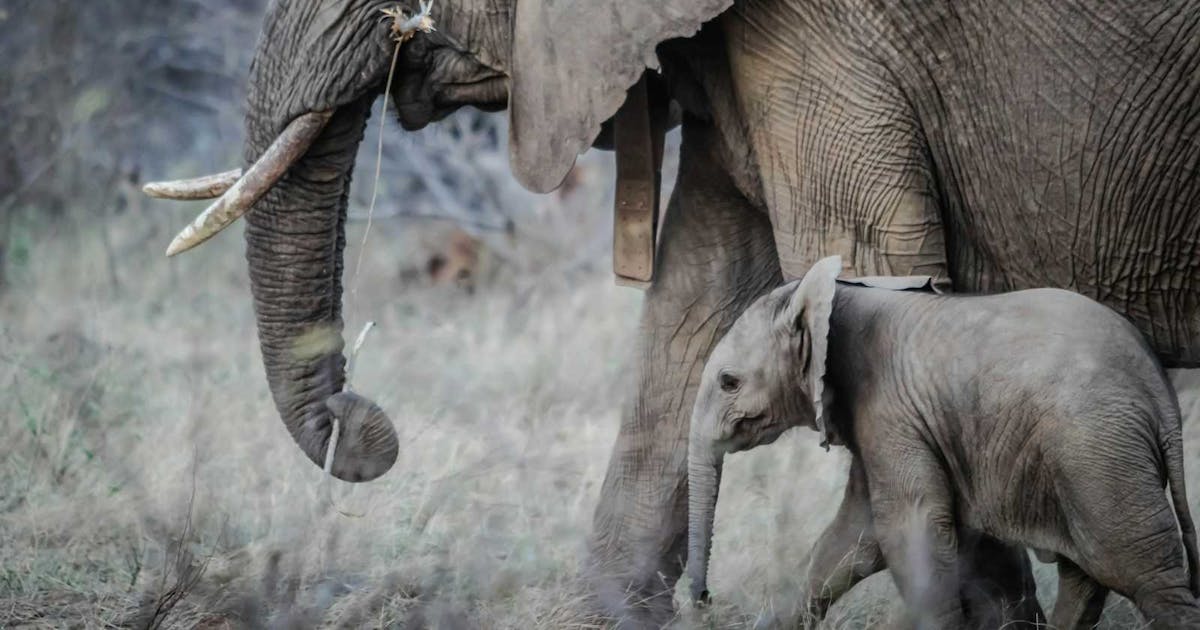 WebScaleDBA's tweet image. zurl.co/cWfl
PostgreSQL 16: Enhanced EXPLAIN Output Guide
#PostgreSQL #PostgreSQLDBA #PostgreSQLTips #SQL #SQLTips #DBA #OpenSource #Cloud #DevOps