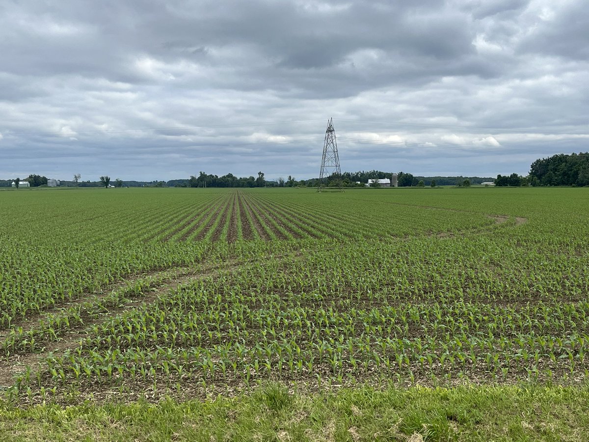 So apparently <a href="/HydroOne/">Hydro One</a>  thinks they can drive anywhere in farmers fields without permission and not even on a right of way!  This is 3rd crew in a row that has done whatever they feel like doing.  Anyone else in Ontario have trouble with them? <a href="/GrainFarmers/">Grain Farmers of Ontario</a>