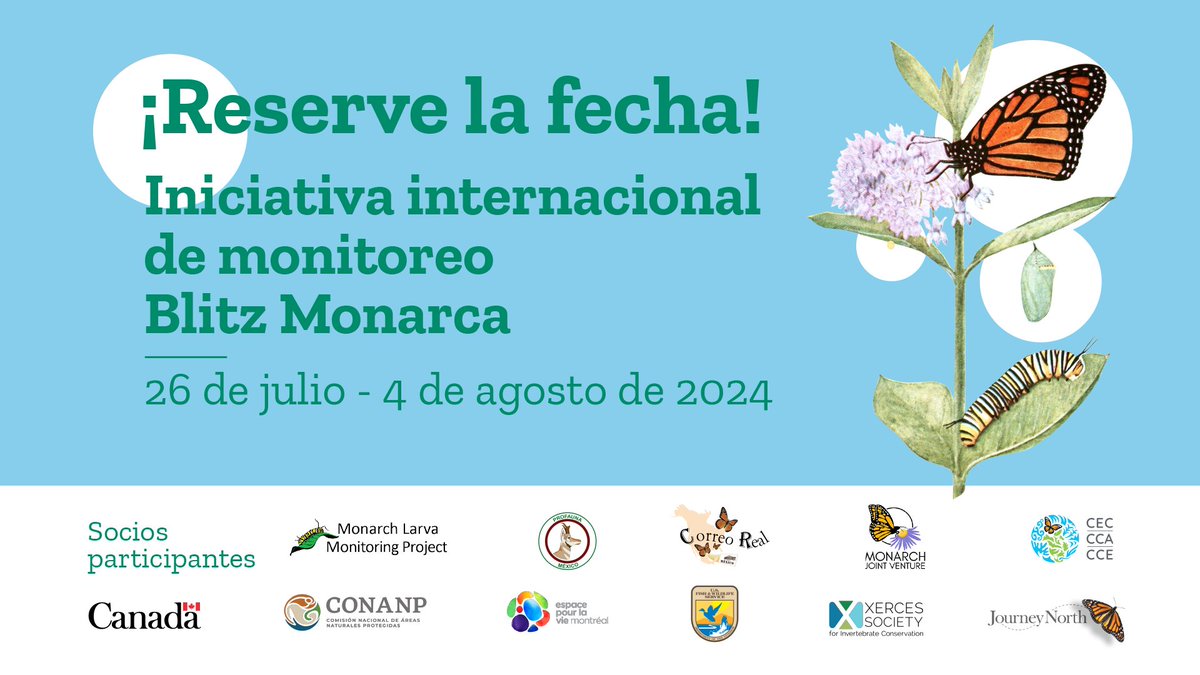 CCA_Espanol's tweet photo. Aparta la fecha p/ la 8a edición de la iniciativa #BlitzMonarca 26 JUL-4 AGO ¡Las personas voluntarias pueden colaborar recabando observaciones para apoyar la conservación de la 🦋! 

Lee + sobre la iniciativa Blitz Monarca y mantente en sintonía: 🇺🇸🇨🇦🇲🇽
👉https://t.co/8DuwgcjAFh https://t.co/luj8dRna2G
