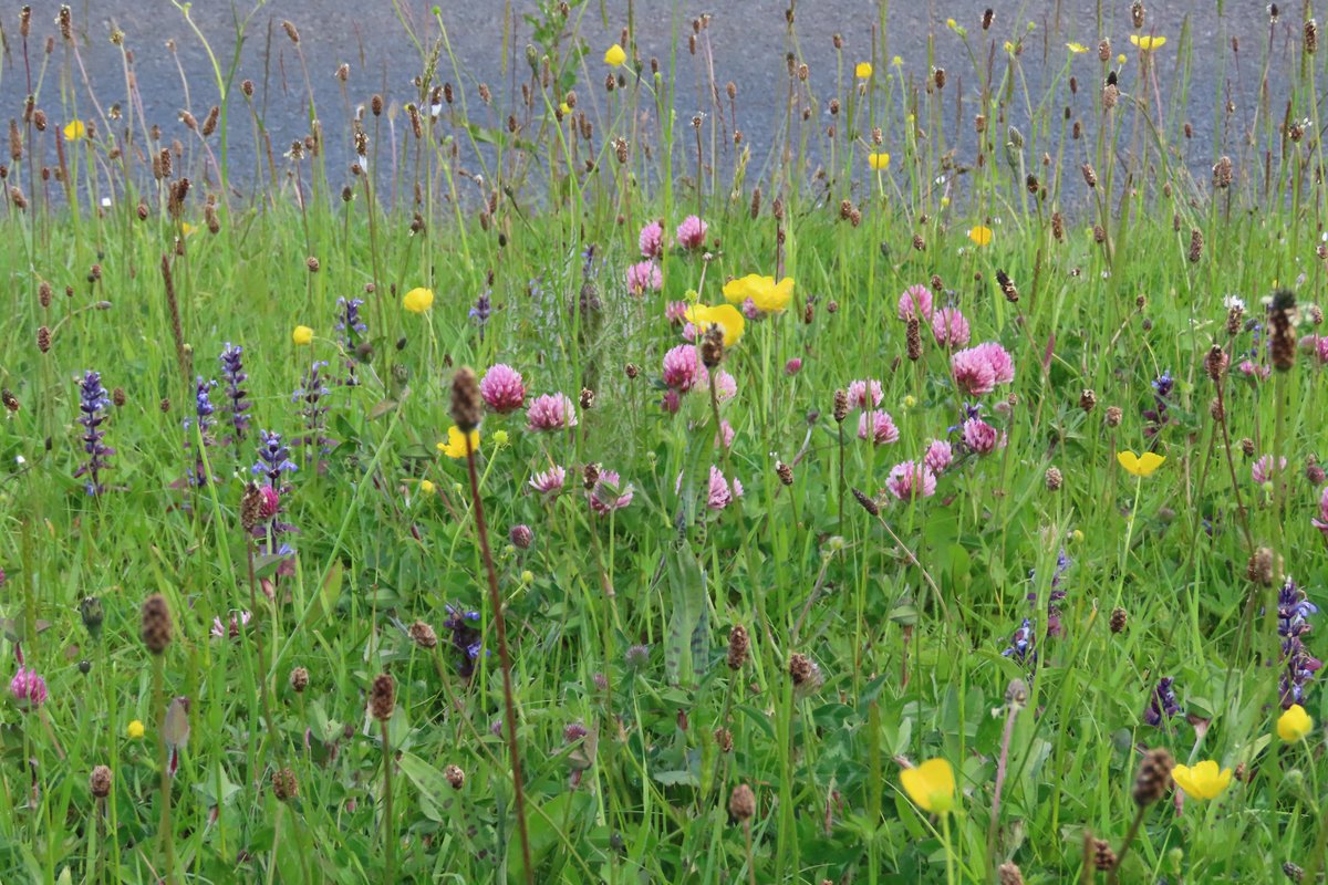 This road verge outside my friend's house, is just stunning. #dontmow If people mowing their verges would only do so every 4-6 weeks,instead of weekly, the country-side would look so much the better for it.