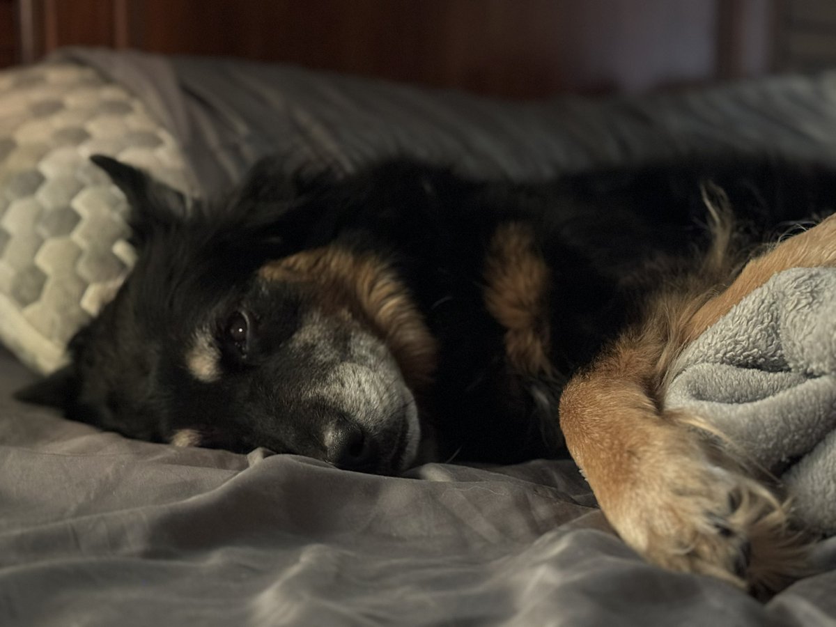 PunishmentsOnly's tweet photo. To one of the most genuinely honorable people I know, and a good friend whom I initially wanted to punch in the face 6 years ago (true story):

HAPPY BIRTHDAY @EnforcerTx!!!

I couldn’t find a photo of him and me, so here’s Bree laying in his bed while he’s working on his bday. https://t.co/uj0h7tm2yq