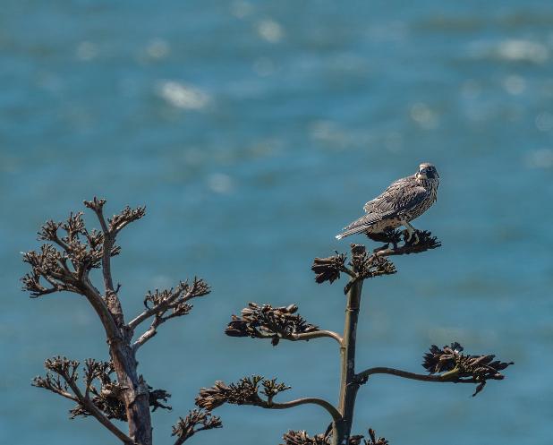 Bay Nature magazine (@baynature) on Twitter photo Like Top Gun, But With Falcons, and On Alcatraz baynature.org/2024/06/10/lik…
<a href="/sbennettbrandt/">Sonya Bennett-Brandt</a>
<a href="/vishalfoto/">Vishal Subramanyan</a> Like Top Gun, But With Falcons, and On Alcatraz baynature.org/2024/06/10/lik…
<a href="/sbennettbrandt/">Sonya Bennett-Brandt</a>
<a href="/vishalfoto/">Vishal Subramanyan</a>
