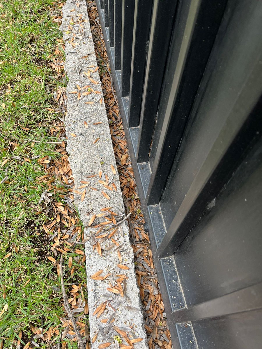fprieto25's tweet photo. @MuniVitacura Hoy fueron a podar árboles afuera de mi casa, dejaron todo sucio y el espacio del riel lleno de semillas que hicieron que el portón se saliera de él, dañándose la cadena. Además rayaron toda la pintura de la reja. ¿Quién se hacer cargo? https://t.co/6sHMSdoDKX