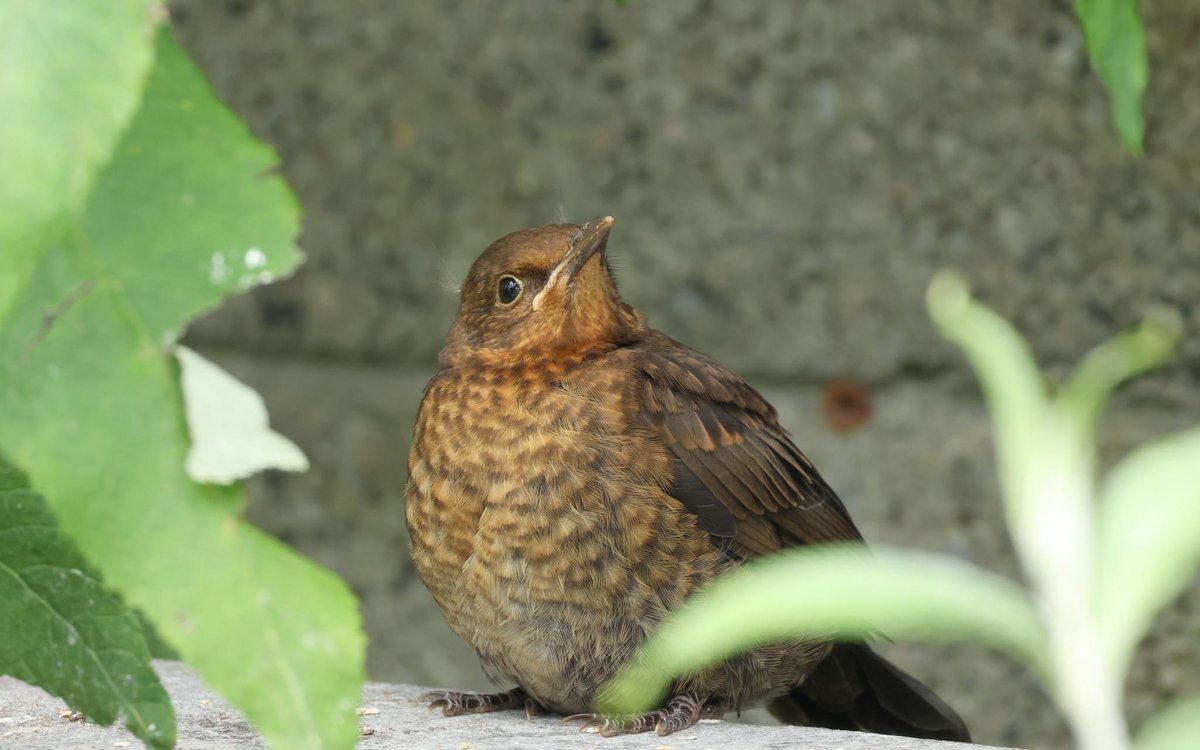 Lill Dunne (@lill_dunne) on Twitter photo One of two juvenile Blackbird (that I know of) in our garden. <a href="/BiodCon_ie/">Ireland's National Biodiversity Conference</a> <a href="/BirdWatchIE/">BirdWatch Ireland</a> <a href="/Irishwildlife/">Irish Wildlife Trust</a> <a href="/nore_vision/">Nore Vision (Nore River Catchment Trust)</a> <a href="/kilkennyweather/">Kilkenny Weather</a> <a href="/WebsWild/">WildWebsWednesday</a> One of two juvenile Blackbird (that I know of) in our garden. <a href="/BiodCon_ie/">Ireland's National Biodiversity Conference</a> <a href="/BirdWatchIE/">BirdWatch Ireland</a> <a href="/Irishwildlife/">Irish Wildlife Trust</a> <a href="/nore_vision/">Nore Vision (Nore River Catchment Trust)</a> <a href="/kilkennyweather/">Kilkenny Weather</a> <a href="/WebsWild/">WildWebsWednesday</a>