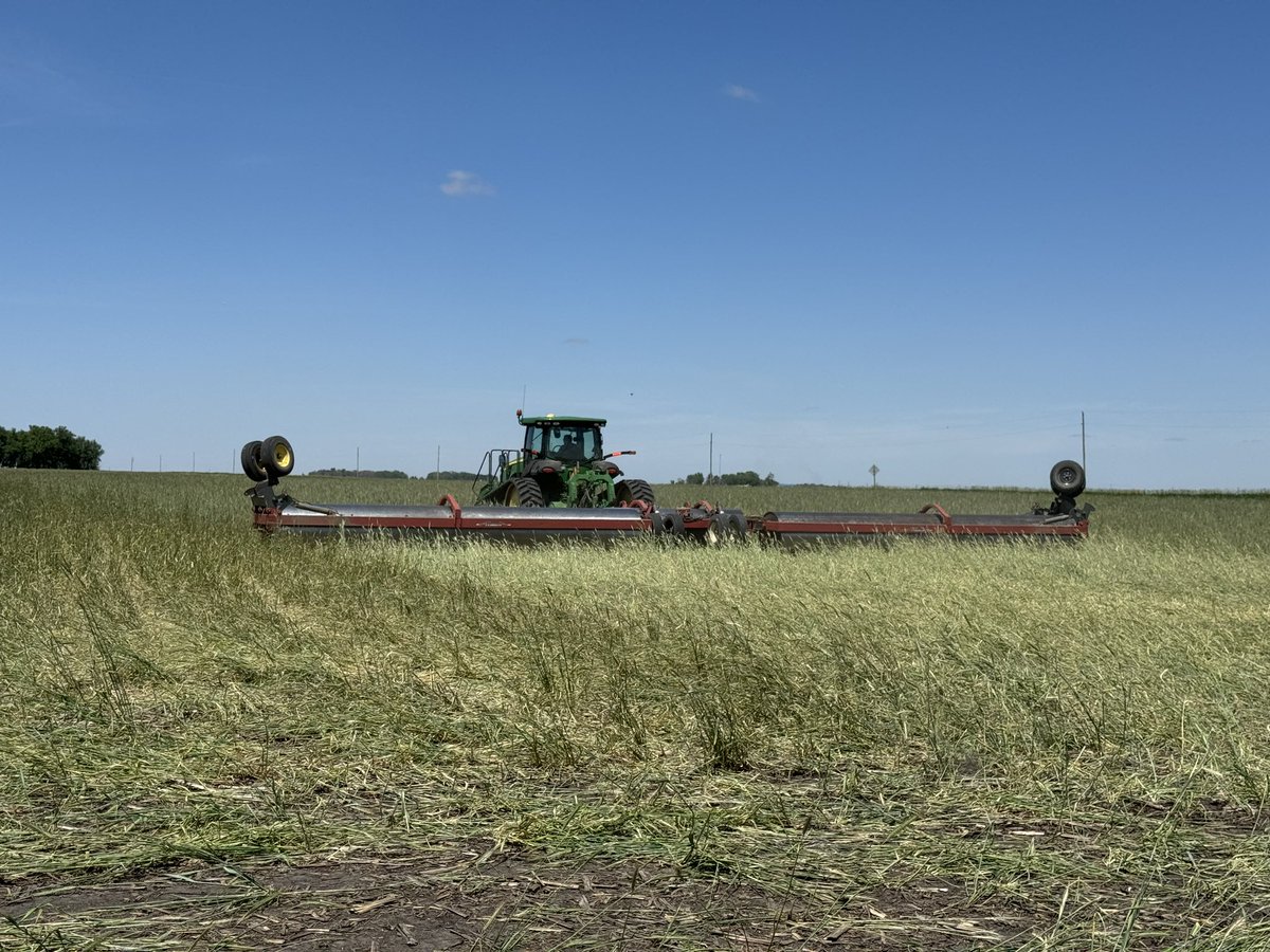 PaulKassel's tweet photo. Rollin rolllin rollin - land rolling cereal rye #covercrop - will keep you posted. #rtag @IowaSoybeans https://t.co/x0f1neF9D0