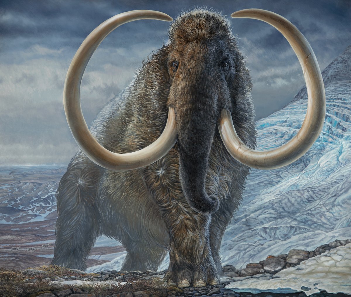ExoPlanetascom's tweet photo. El final del Último Mamut 🦣
Hace unos 4000 años los humanos construían imperios y las grandes pirámides de Egipto lucían en todo su esplendor. Mientras, en la remota isla del océano Ártico llamada Wrangel, caminaba en busca de comida el último mamut. 
/Si te gusta comparte➡️/