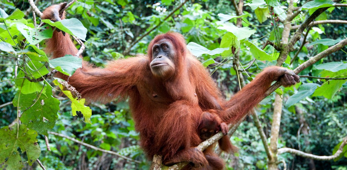 ProhibitionSoap's tweet photo. Why we only use RSPO-certified Palm Oil.

https://t.co/L0VJfQ81rv https://t.co/eXcTDtGCKa