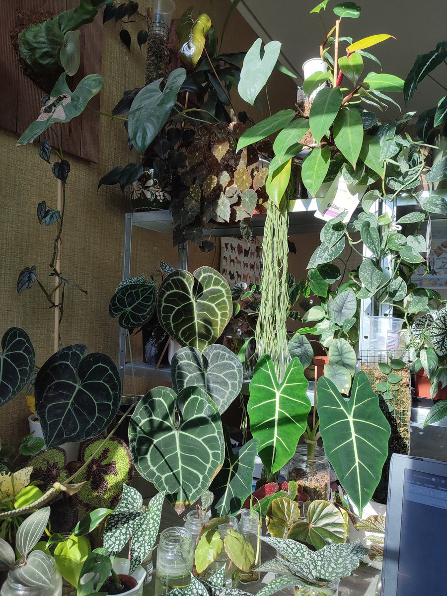 Lucas (@emolgaiscute) on Twitter photo 