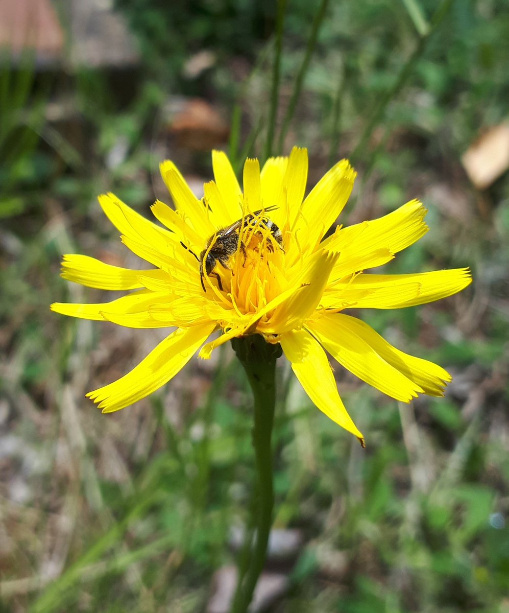 Day 11 #30DaysWild and #BreakfastOutside.
Yellow! 
And a BOGOF of insects in the first image!