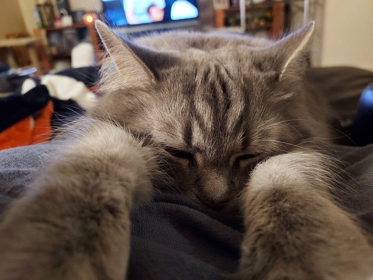 ZombieMonkey35's tweet photo. @ColeTheBlackCat Snooks ♥️ https://t.co/9Qv7ILFeM6