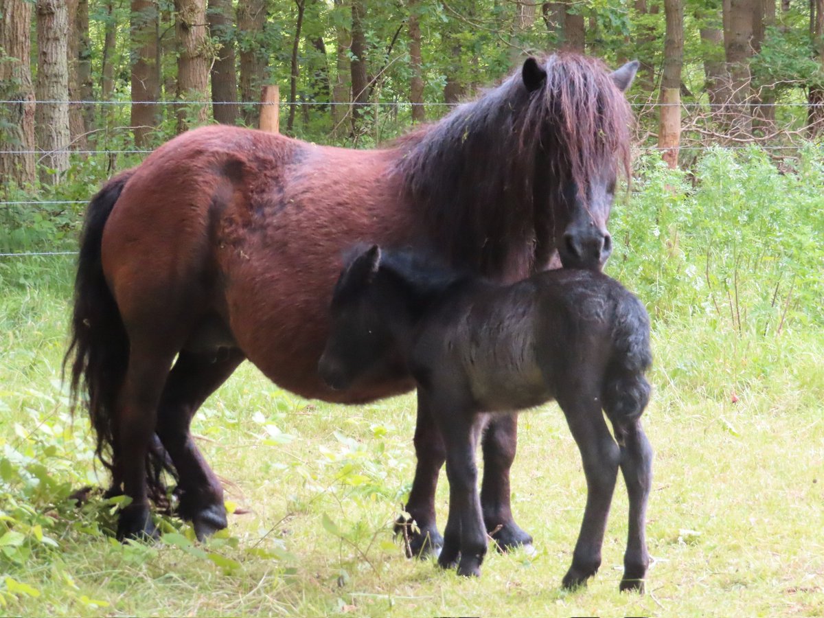 Gisteren geboren tijdens de storm die over Zeeland raasde, nu al met de kudde op pad. Toppertje!
#Shetlanders 
#BegrazingOpDeHei
#Staatsbosbeheer