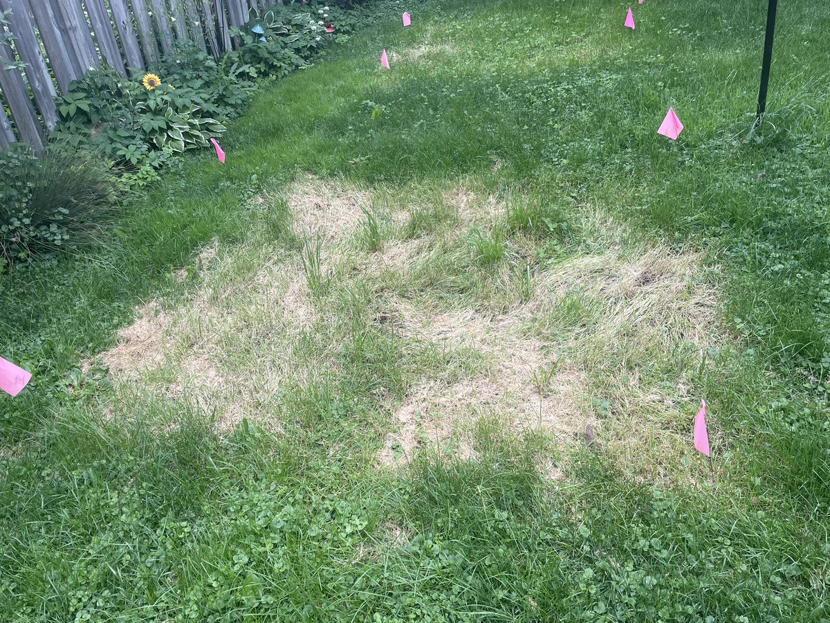 SaraMStricker's tweet photo. #NoMowMay aftermath. The bigger they are, the harder they fall! You can clearly see which patches had the tallest growth, with respective scalping damage evident 10 days after mowing. This is why it’s hard to make a blanket statement across all growing conditions! #Know2MowMay https://t.co/igL3PWnsBQ