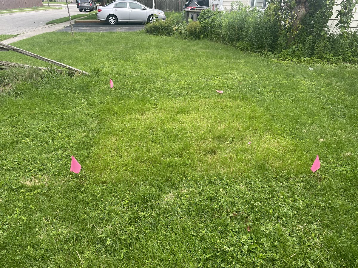 SaraMStricker's tweet photo. #NoMowMay aftermath. The bigger they are, the harder they fall! You can clearly see which patches had the tallest growth, with respective scalping damage evident 10 days after mowing. This is why it’s hard to make a blanket statement across all growing conditions! #Know2MowMay https://t.co/igL3PWnsBQ