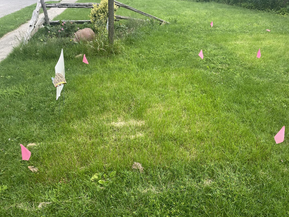 SaraMStricker's tweet photo. #NoMowMay aftermath. The bigger they are, the harder they fall! You can clearly see which patches had the tallest growth, with respective scalping damage evident 10 days after mowing. This is why it’s hard to make a blanket statement across all growing conditions! #Know2MowMay https://t.co/igL3PWnsBQ