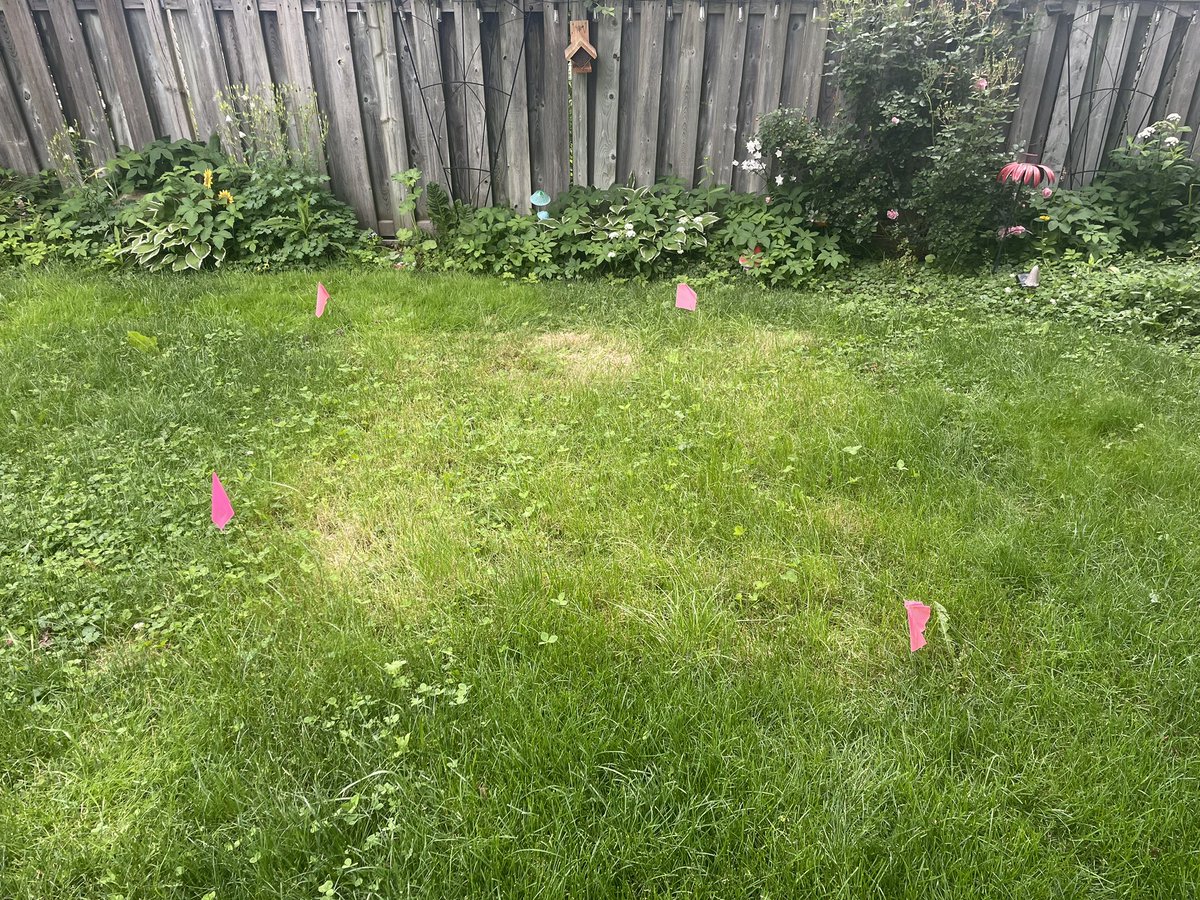 SaraMStricker's tweet photo. #NoMowMay aftermath. The bigger they are, the harder they fall! You can clearly see which patches had the tallest growth, with respective scalping damage evident 10 days after mowing. This is why it’s hard to make a blanket statement across all growing conditions! #Know2MowMay https://t.co/igL3PWnsBQ
