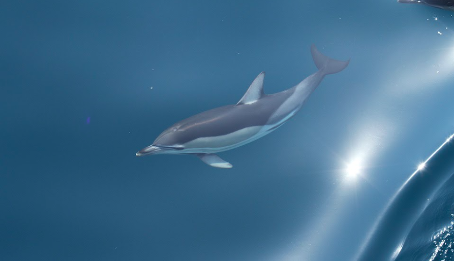 CeNoBS's tweet photo. Density and abundance estimates of cetaceans in the Black Sea: The results of the ASI/CeNoBS aerial survey now published as a journal publication.
The full paper (open access) can be found here: https://t.co/c4zayJGEDg
#ACCOBAMS #MareNostrum #DGEnvironment https://t.co/PT6UExnS7o