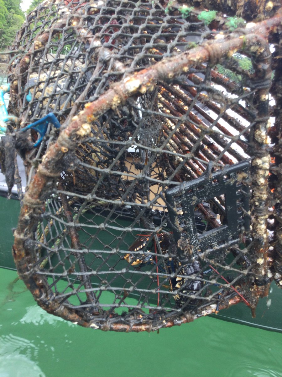 We even saw a Lobster 🦞