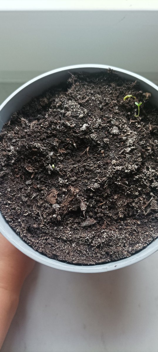 Mulitwitaminaa's tweet photo. Różnica jednego dnia 😲 https://t.co/g8wAUP2Psq