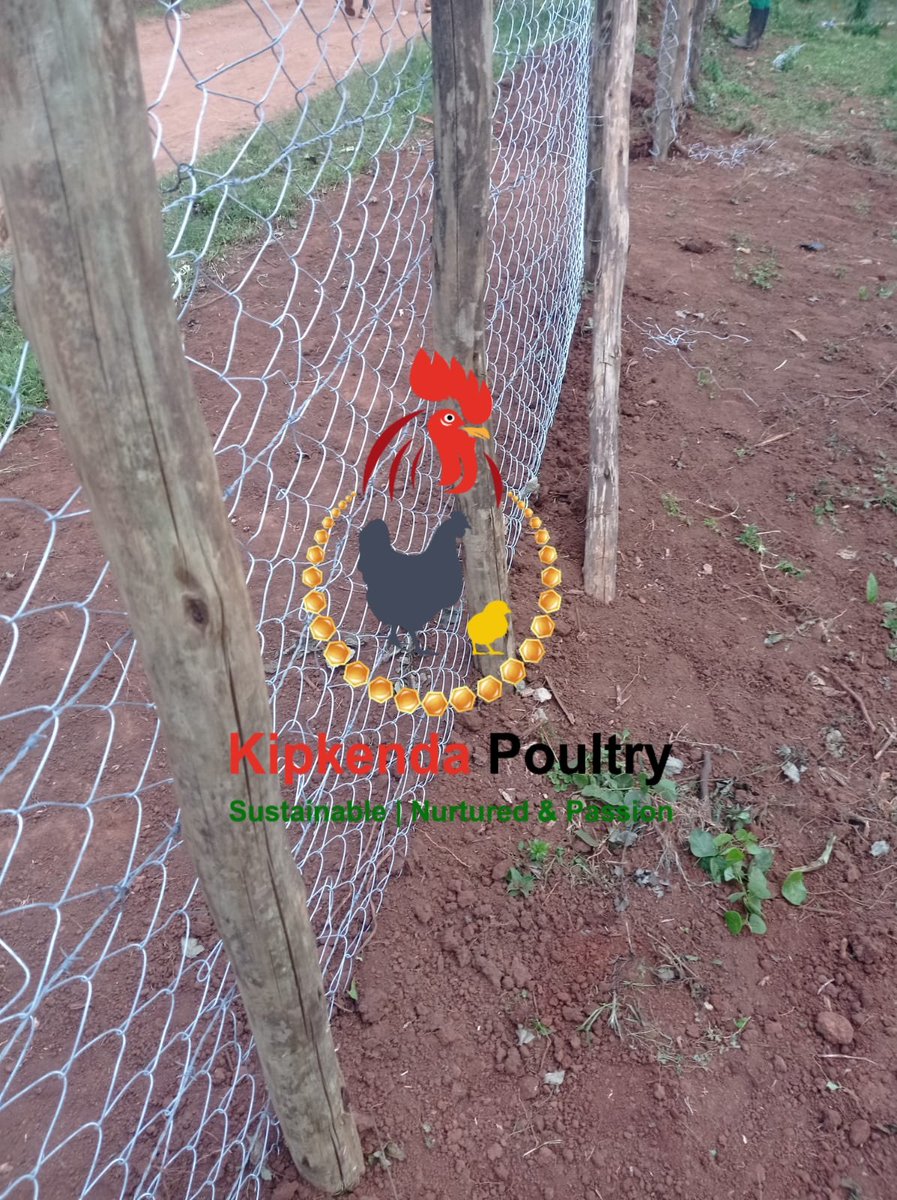KipkendaPoultry's tweet photo. We've been looking for somebody to do our chainlink to secure our compound and enable us to do semi-pasture poultry farming. Jasson Kogo of Mosoriot did what we think is an excellent job! #Sustainable #NurturedWithPassion @SeroneiCheison @SinoninTea @SinoninBiotech @VeganVlavour https://t.co/s8FeIvpQmL